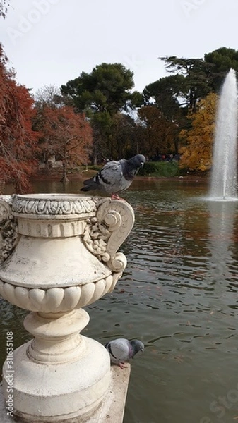 Fototapeta two pigeons on a white bowl against the background of a pond and autumn park