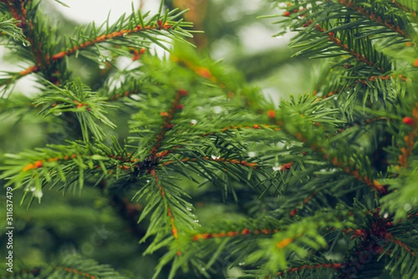 Fototapeta Spruce branch. Beautiful branch of spruce with needles. Christmas tree in nature. Green spruce. Spruce close up.