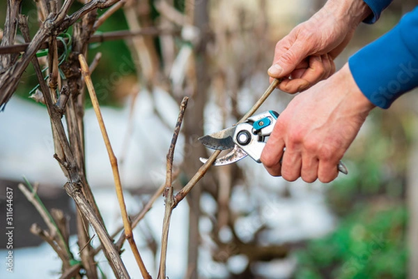 Fototapeta Close up of worker hands. The gardener cuts branches of bushes and trees in his garden.