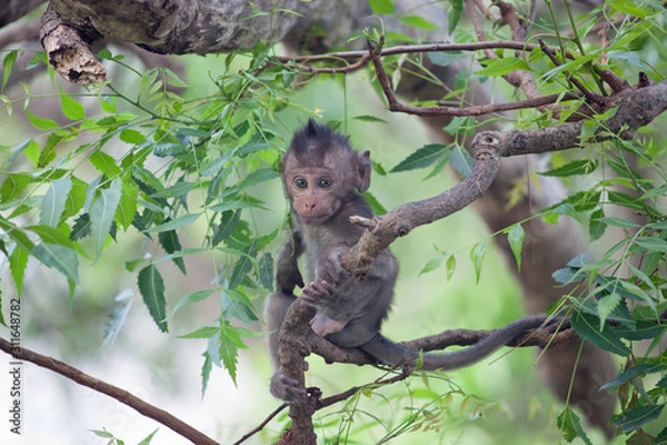 Fototapeta 可愛いサル　