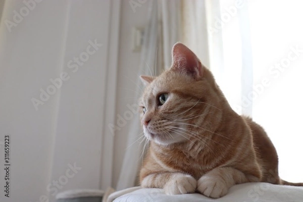 Fototapeta 白バックコピースペース猫アメリカンショートヘアー