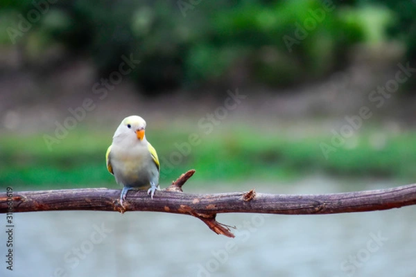 Obraz Beautiful lovebird on twigs in the forest
