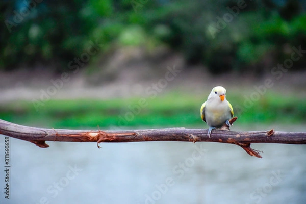 Obraz Beautiful lovebird on twigs in the forest
