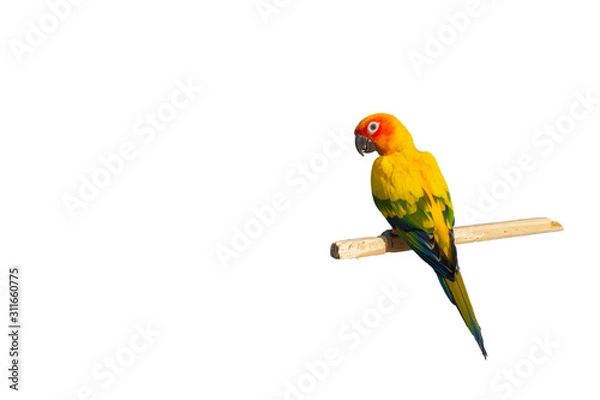 Obraz colorful parrot isolated on white background