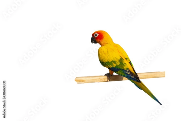 Obraz colorful parrot isolated on white background