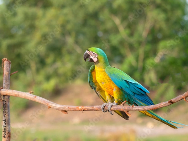 Obraz Macaw bird on branches in the forest