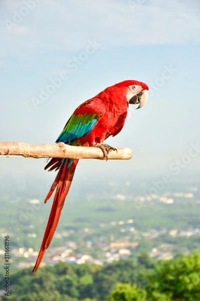 Obraz blue and yellow macaw