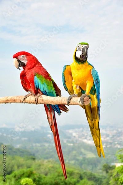 Obraz colorful macaw on a branch