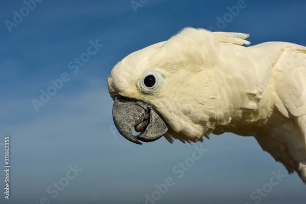 Obraz portrait of a parrot