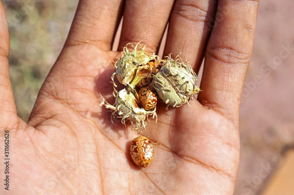 Obraz agriculture Castor ,Castor oil beans close up,Castor, Castor Bean,