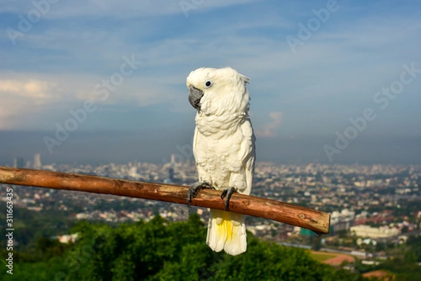 Obraz white parrot on a branch