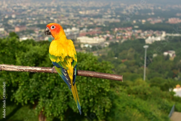 Obraz colorful parrot on a branch with town background.