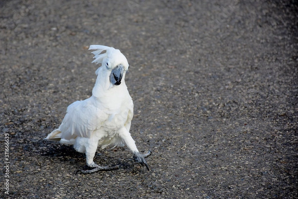 Obraz white parrot on ground.
