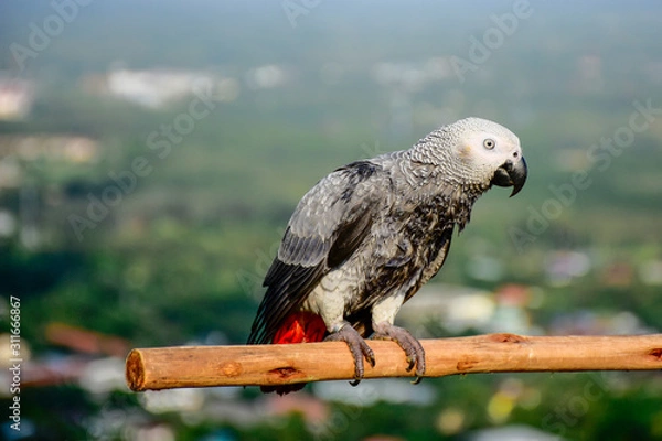 Obraz African Grey Parrot on brunch.