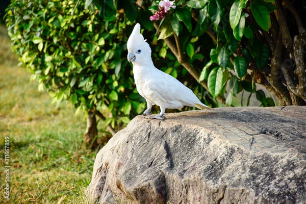 Obraz white parrot on the rock.