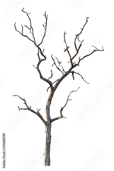 Obraz The dead tree that is completely separated from the background