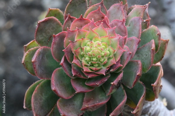 Obraz Dickblattgewaechs aeonium percarneum