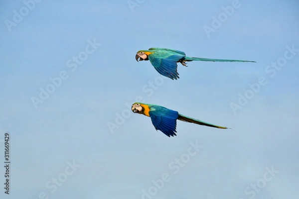 Obraz blue and yellow macaw