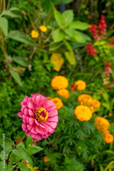 Fototapeta ピンクの花の後ろにオレンジの花