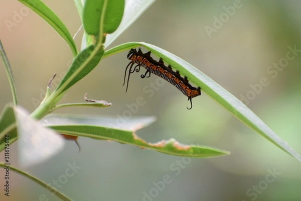 Fototapeta Caterpillar
