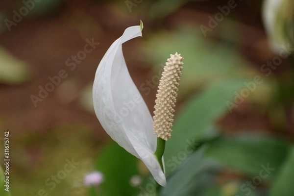 Fototapeta snake plant
