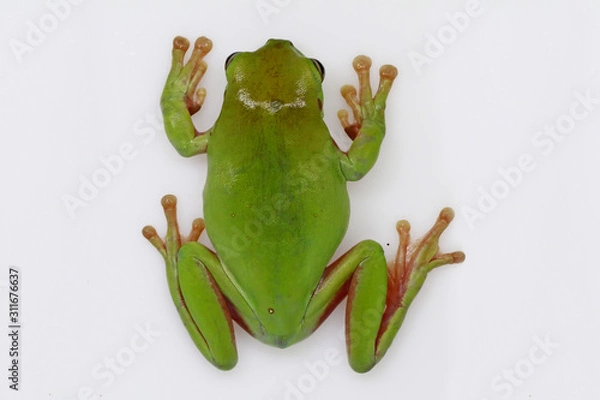 Fototapeta dumpy tree frog, papua green tree frog with white background