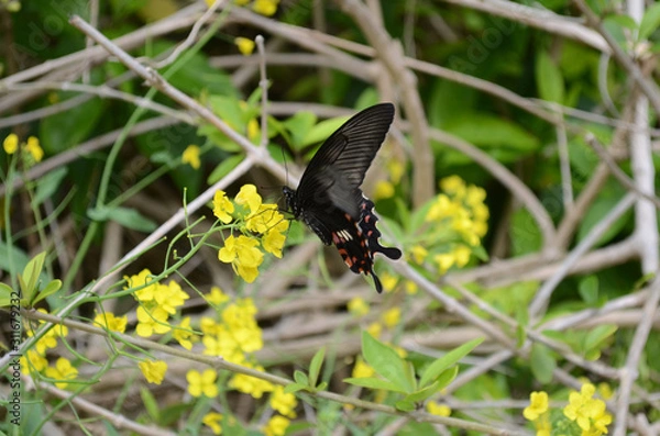 Obraz クロアゲハ