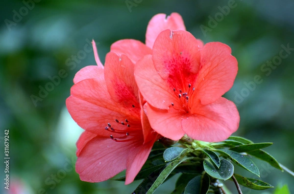 Obraz ケラマツツジ