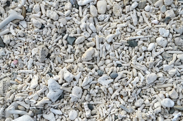 Obraz ビーチ珊瑚