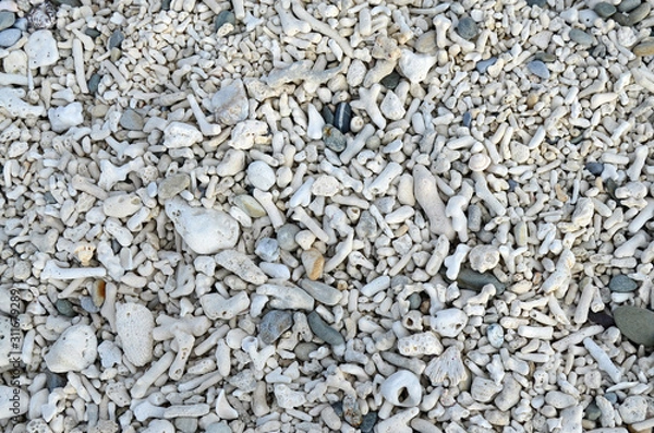 Obraz ビーチ珊瑚