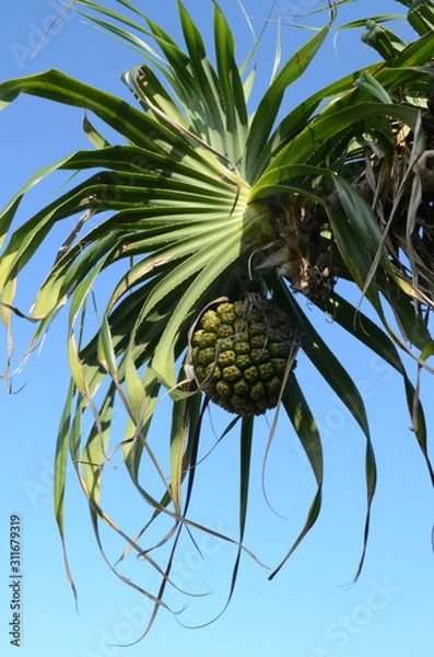 Obraz アダンの実