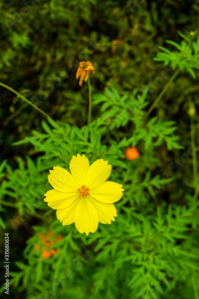 Obraz 輪郭のはっきりとした黄色い花