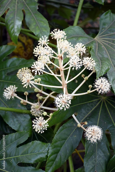 Obraz ヤツデの花