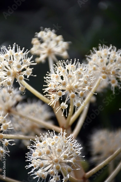 Obraz ヤツデの花