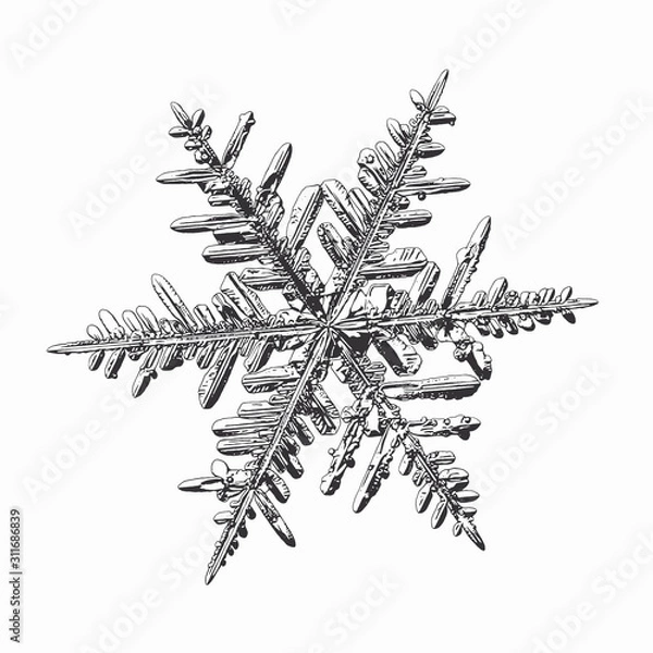 Fototapeta Snowflake isolated on white background. Vector illustration based on real snow crystal: elegant stellar dendrite with hexagonal symmetry, flat, fragile arms, ornate shape and complex details.