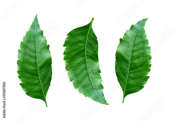 Fototapeta Medicinal neem leaves on white background. With clipping path.