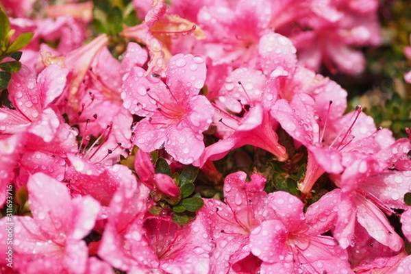 Fototapeta つつじ