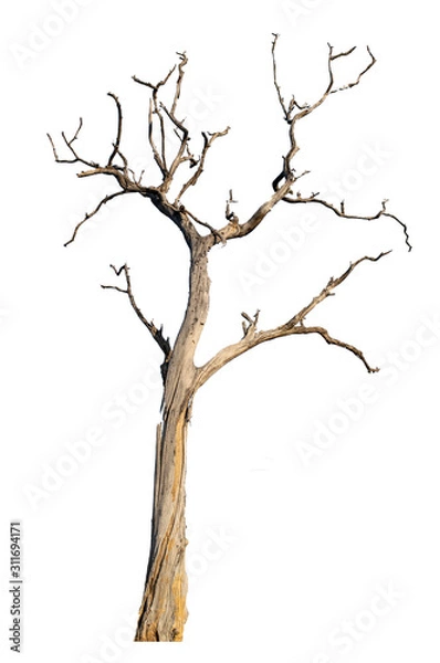 Fototapeta The dead tree that is completely separated from the background