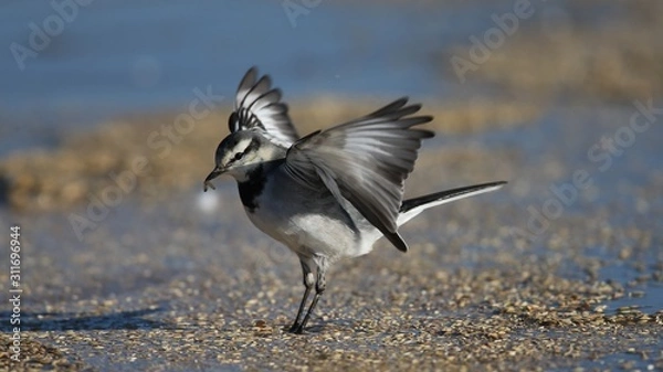 Obraz ハクセキレイ