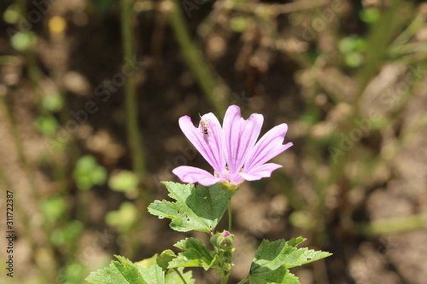 Fototapeta "Common Mallow" flower (or French Hollyhock, Cheeses, High Mallow, Tall Mallow, Round Dock) in Ulm, Germany. Its Latin name is Malva Sylvestris, native to Europe and Asia.