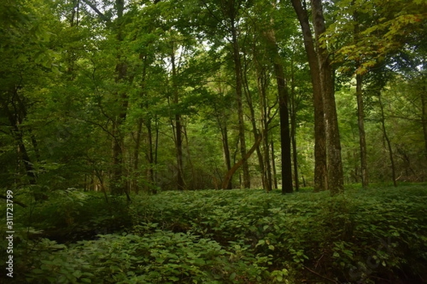 Obraz Non-Edited  Mossy Glenn Iowa