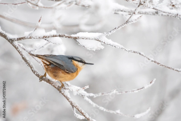 Fototapeta Eurasian nuthatch on a snowy branch