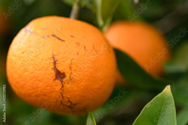 Obraz 写真素材: 傷んだみかん