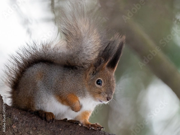 Fototapeta squirrel