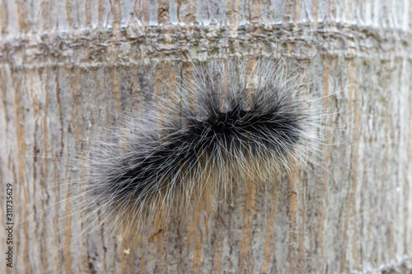 Obraz Black slug worm on the tree