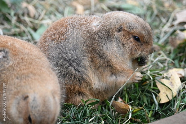 Obraz プレーリードッグ