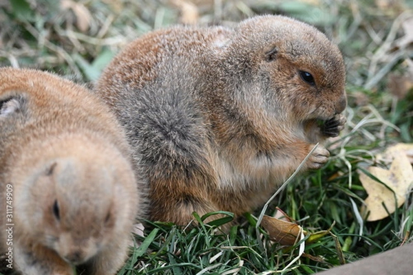 Obraz プレーリードッグ 