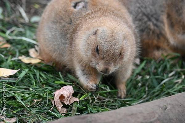 Obraz プレーリードッグ 