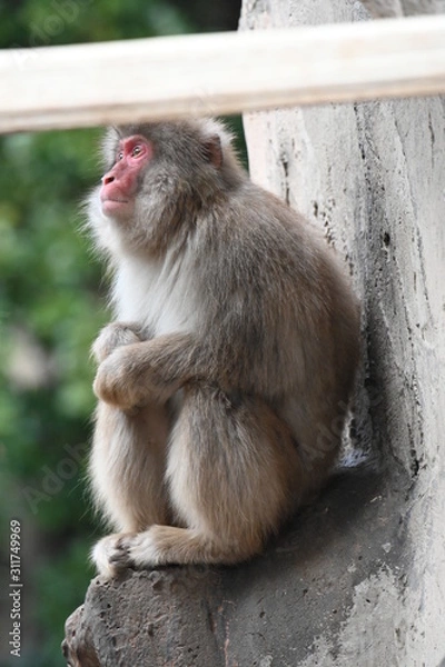 Obraz ニホンザル