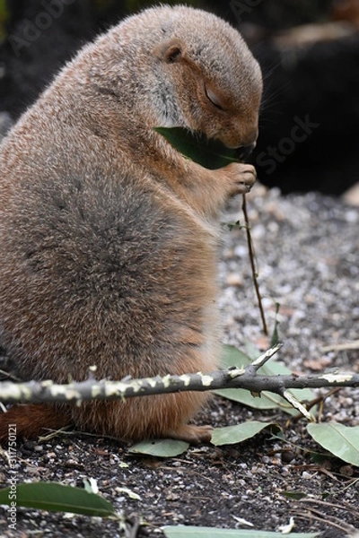 Obraz プレーリードッグ 